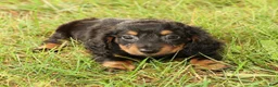 Miniature Dachshund dogs for sale: Draco - Ad 2
