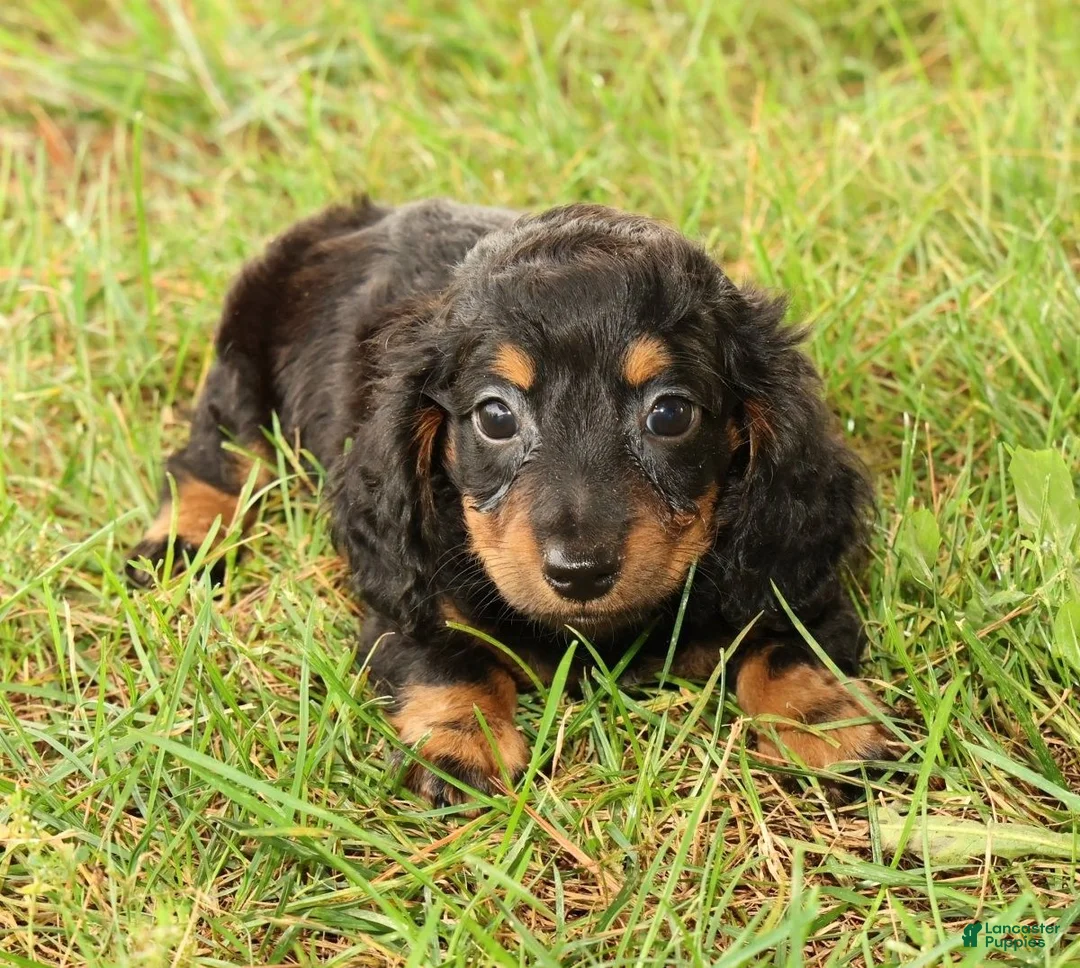 Miniature Dachshund dogs for sale: Draco - Ad 2