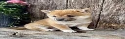 Shiba Inu dogs for sale: Pickles - Ad 5