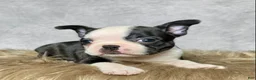 Mixed Breed dogs for sale: Miss Daisy  - Ad 4