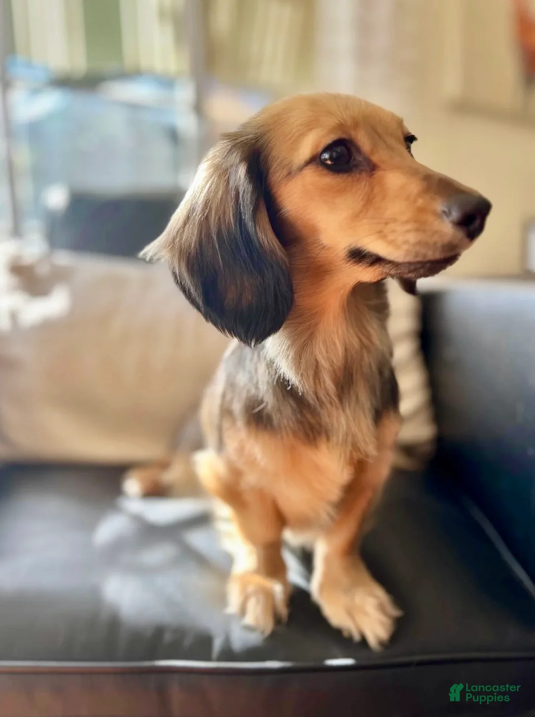 Miniature Dachshund dogs for sale: Frank - Ad 6