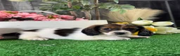 Miniature Dachshund dogs for sale: Dominic - Ad 3