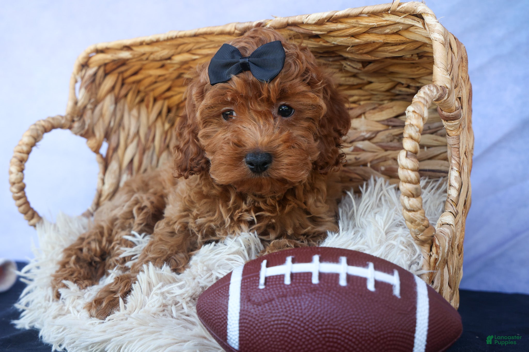 Cavapoo dogs for sale: ROMEO - Ad 3