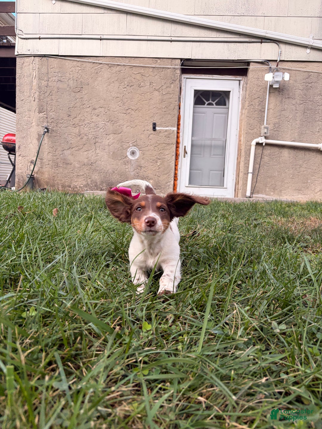 Miniature Dachshund dogs for sale: Nori - Ad 4