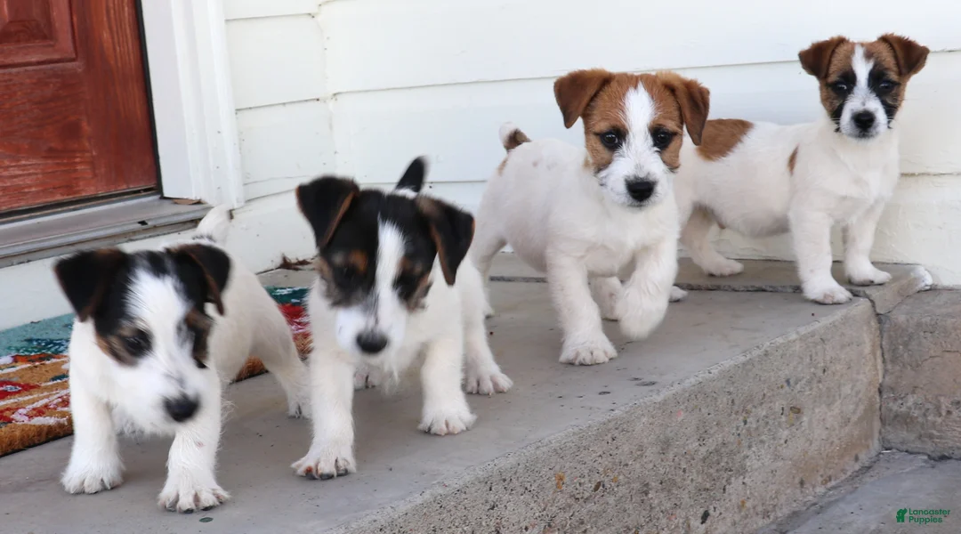Jack Russell Terrier dogs for sale: Waldo shorty male - Ad 5