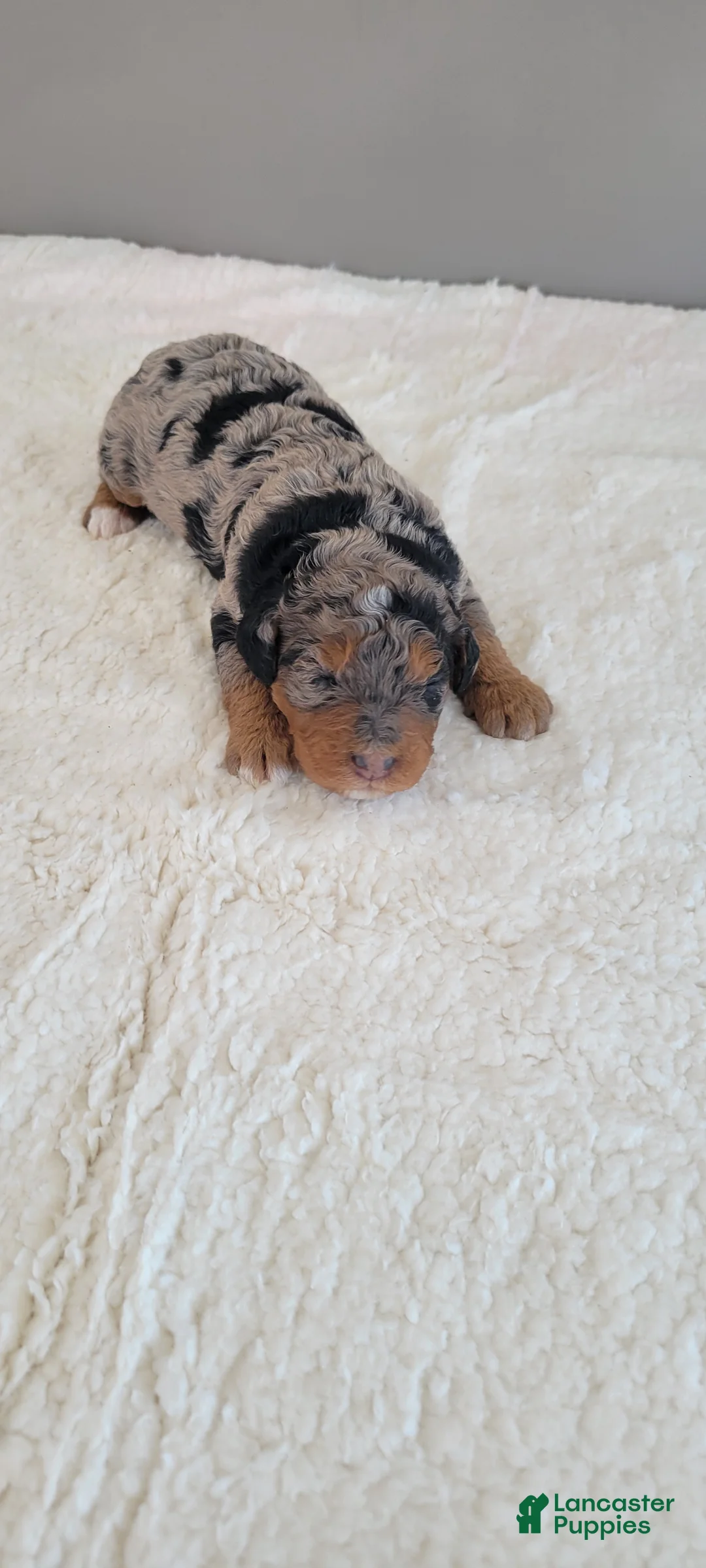 Mini Bernedoodle dogs for sale: Ginger - Ad 2