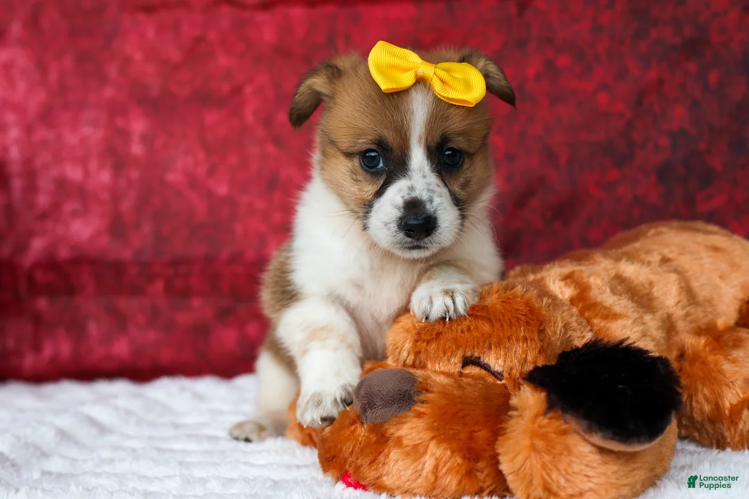 Welsh Corgi Pembroke dogs for sale: Ariel 💕 - Ad 2