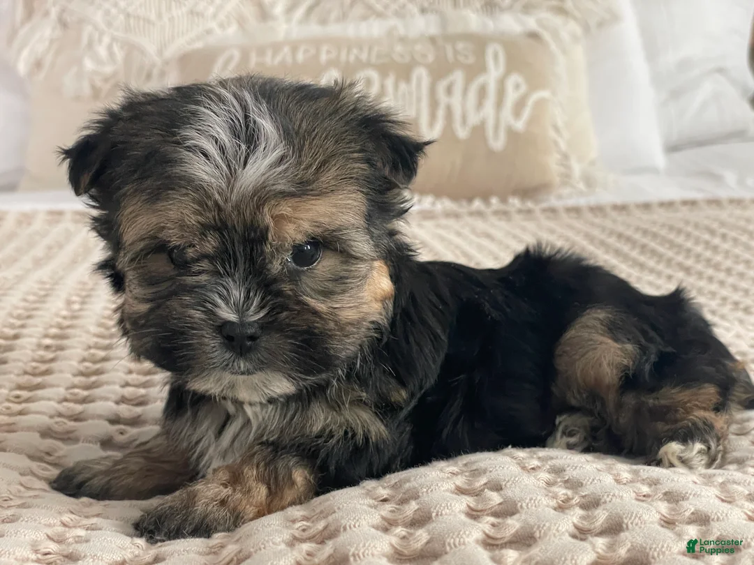 Morkie dogs for sale: Teacup Nugget - Ad 18
