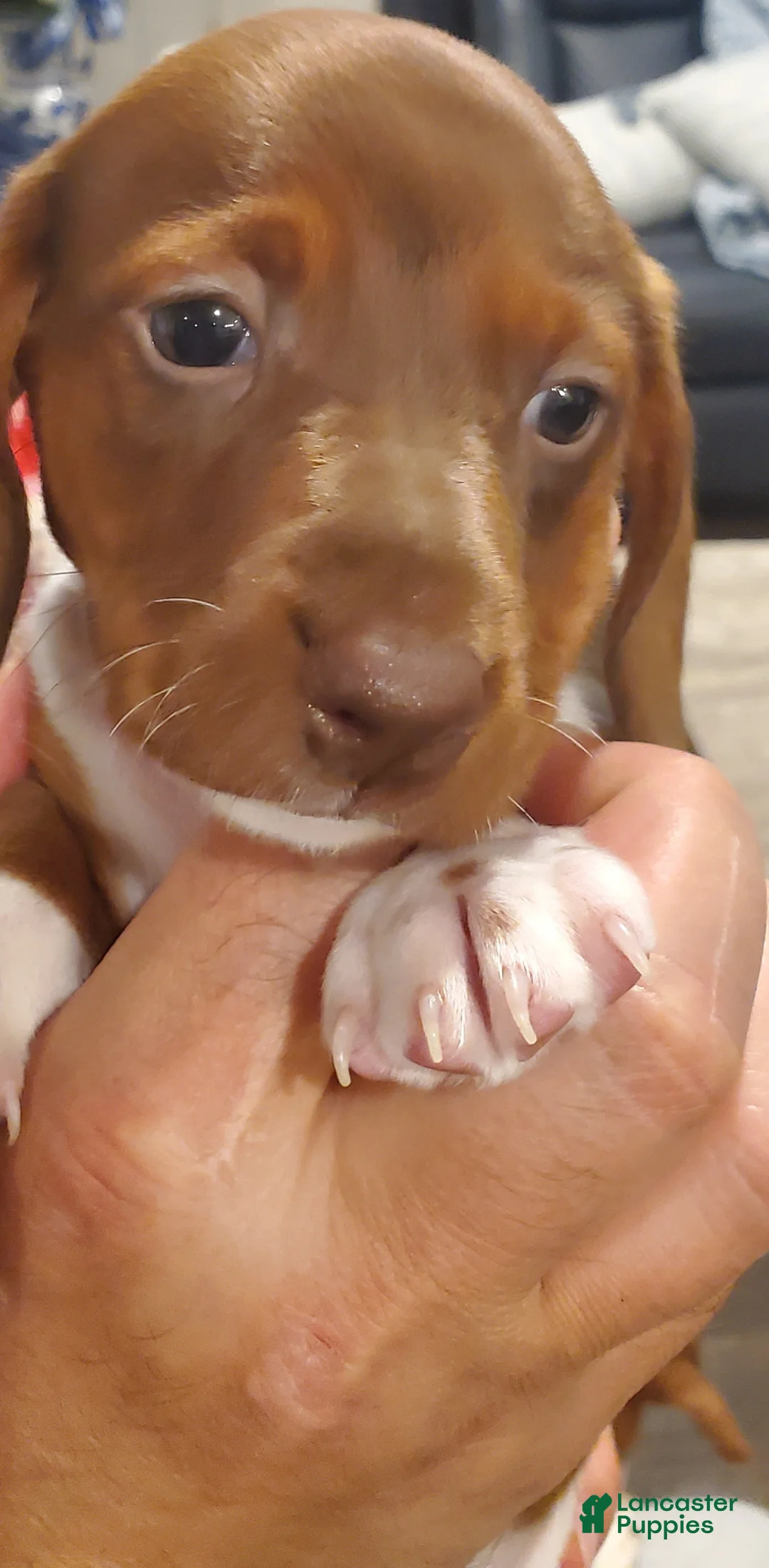 Miniature Dachshund dogs for sale: Miniature Dachshund Puppy 1 - Ad 2