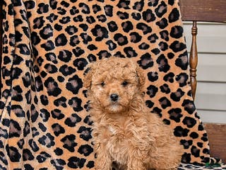 Miniature Labradoodle dogs Twix - Ad 14