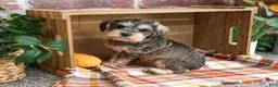 Miniature Schnauzer dogs for sale: Reagan - Ad 2