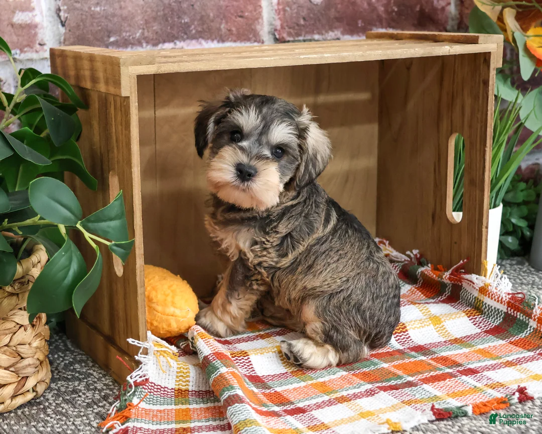 Miniature Schnauzer dogs for sale: Reagan - Ad 2