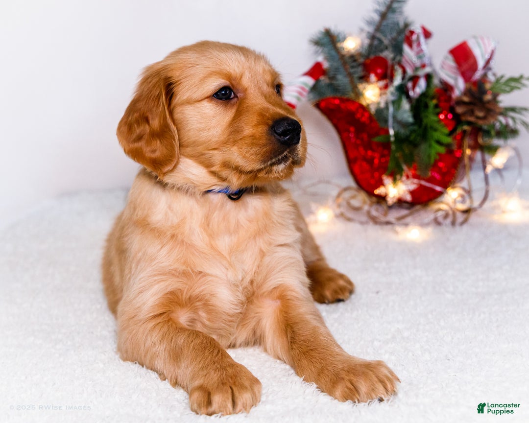 Golden Retriever dogs for sale: Abel - Ad 6
