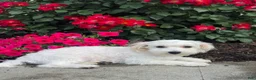 Mixed Breed dogs for sale: Labanon - Ad 5