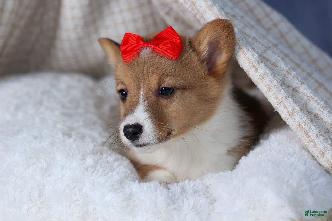 Welsh Corgi Pembroke dogs for sale: Alex - Ad 11