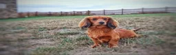 Miniature Dachshund dogs for sale: Scout - Ad 10