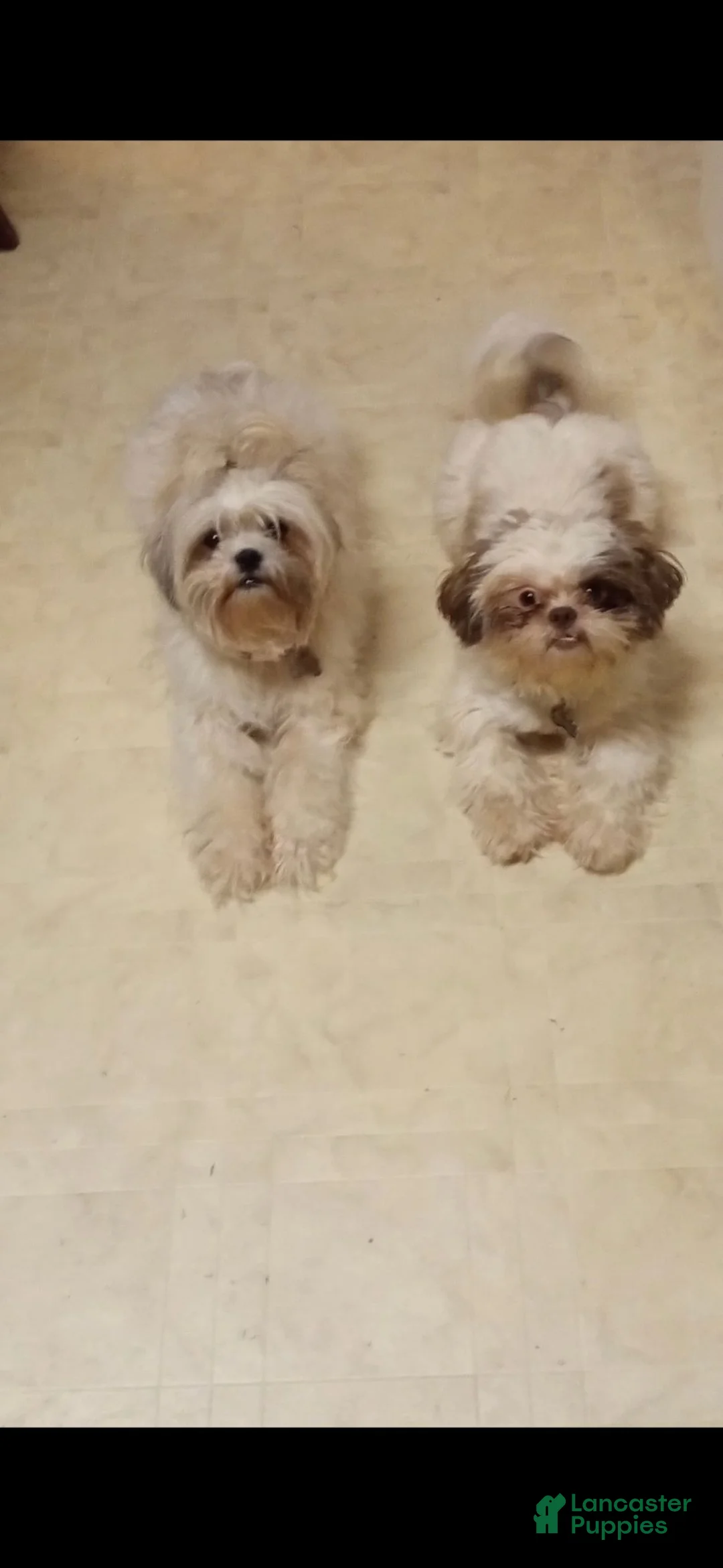 Shih Tzu dogs for sale: Shih Tzu 2 - Ad 2