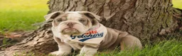English Bulldog dogs for sale: Nate English Bulldog Puppy  - Ad 12
