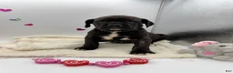 Cane Corso dogs for sale: Cane Corso Puppy 7 - Ad 5