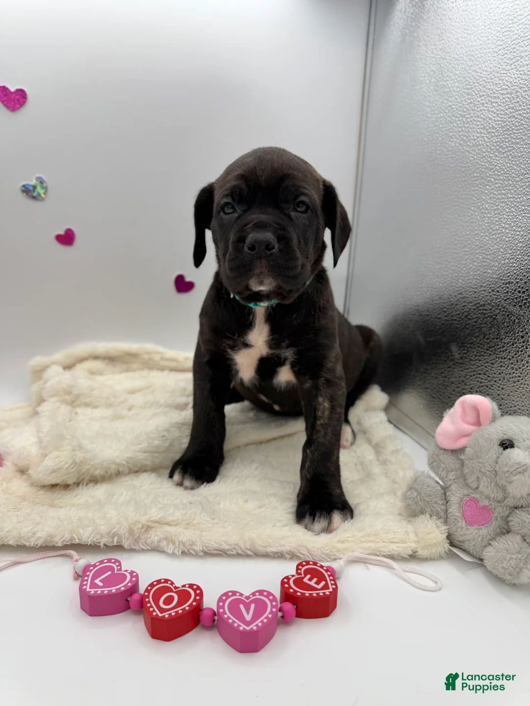 Cane Corso dogs for sale: Cane Corso Puppy 7 - Ad 5