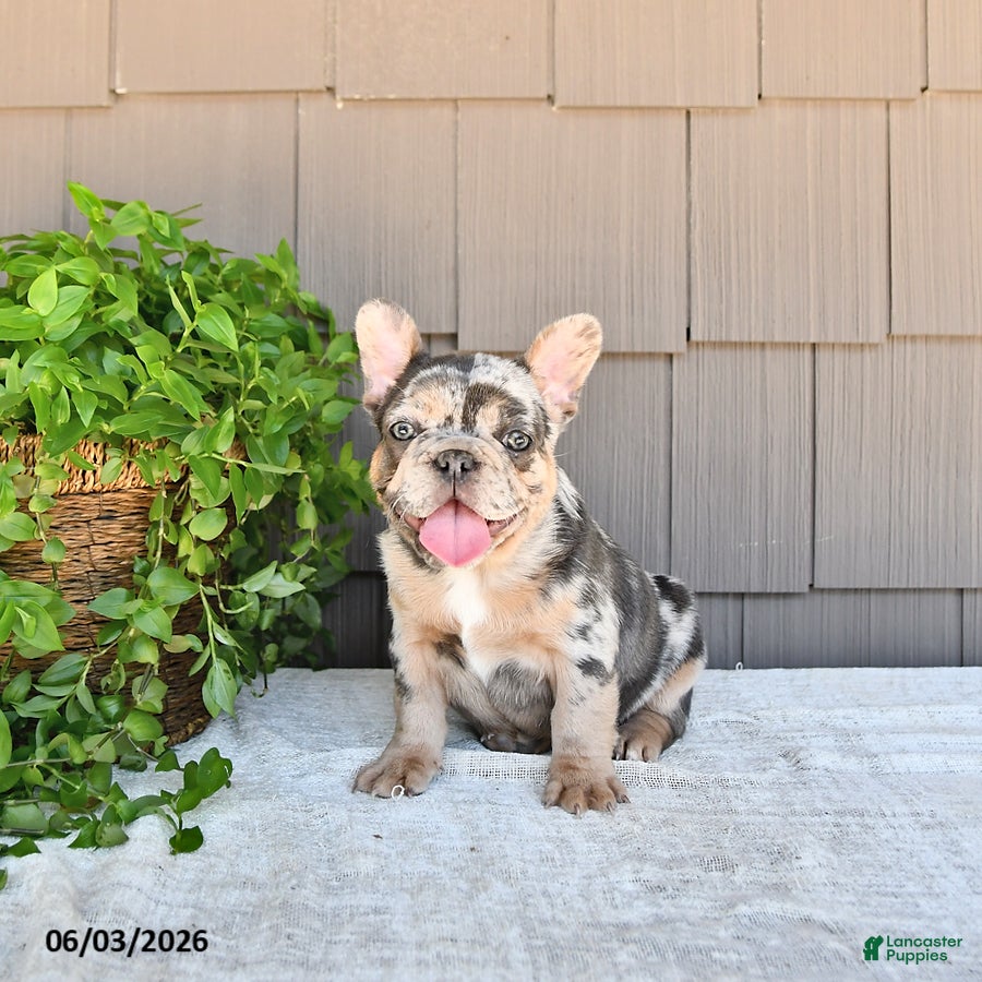 French Bulldog dogs for sale: Tilly - Ad 3