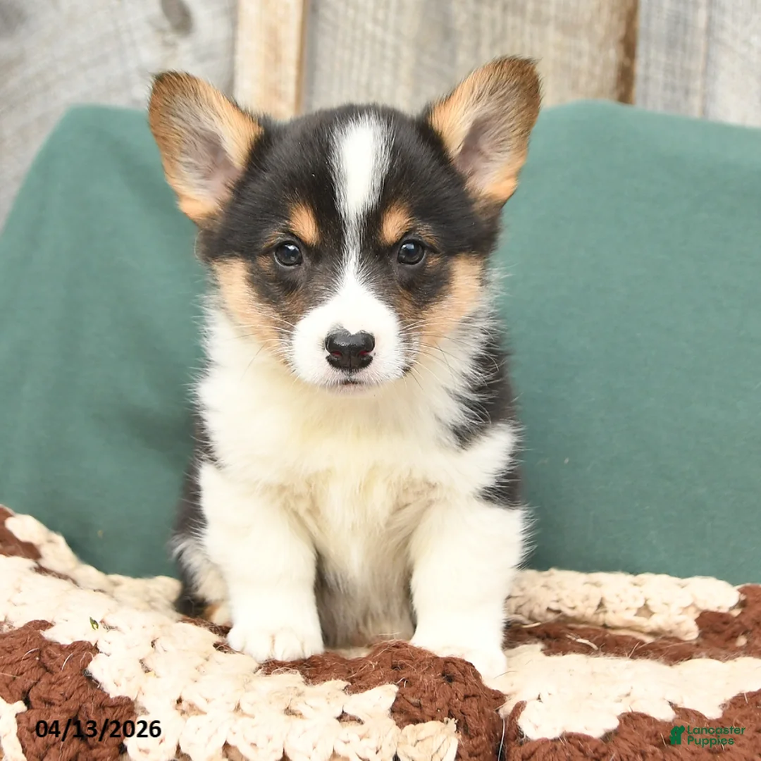 Welsh Corgi Pembroke dogs for sale: Hayden - Ad 3