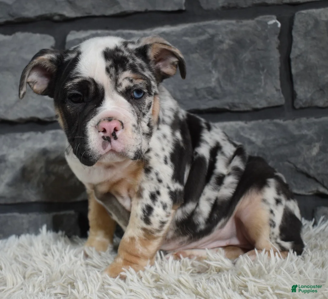 Mixed Breed dogs for sale:  Bonnie - Ad 5