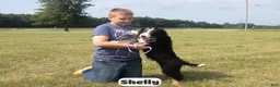 Bernedoodle dogs for sale: Shelly - Ad 4