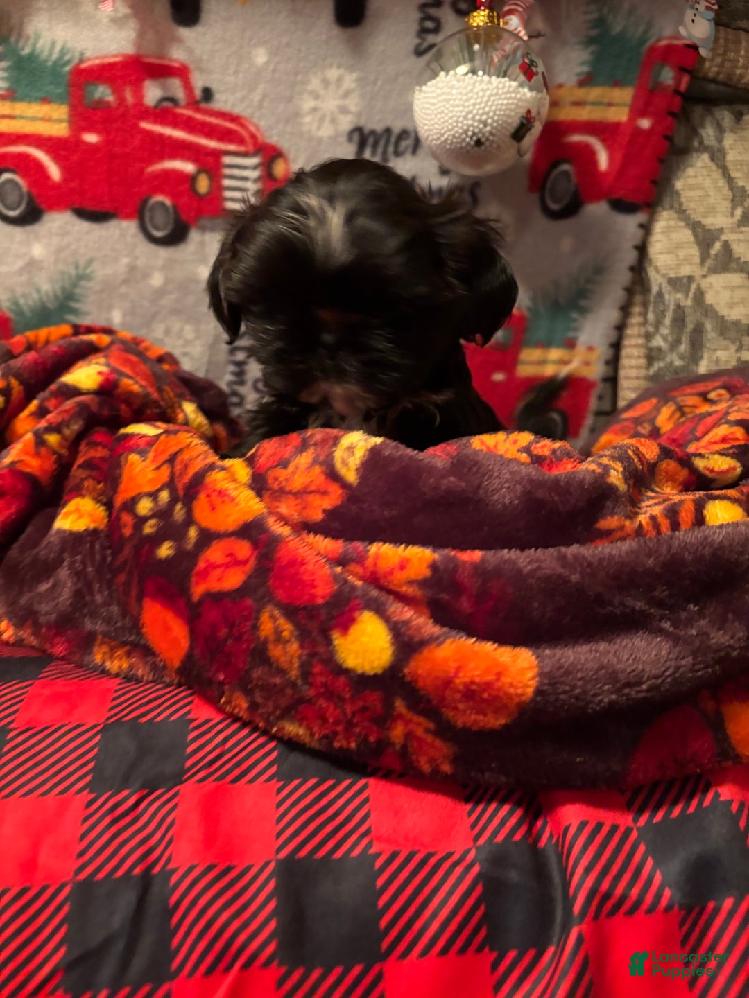 Shih Tzu dogs for sale: Diva - Ad 3