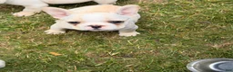 French Bulldog dogs for sale: Fire puppy number 1 - Ad 13