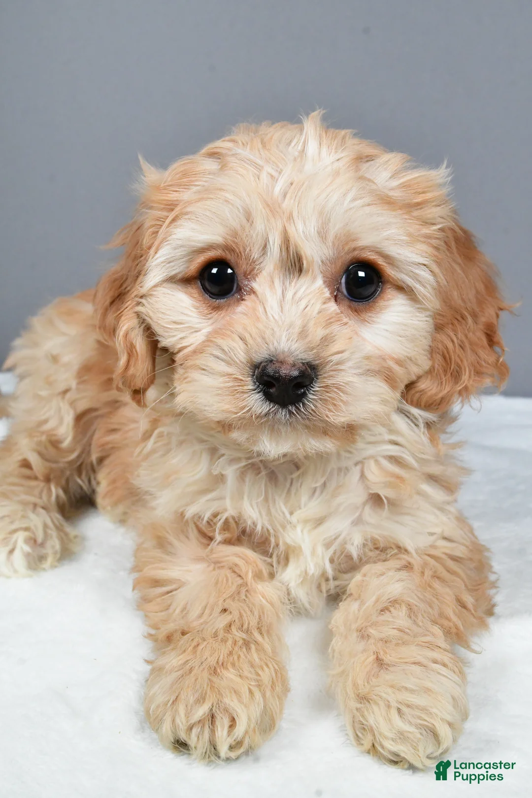 Cavachon dogs for sale: Robin - Ad 4