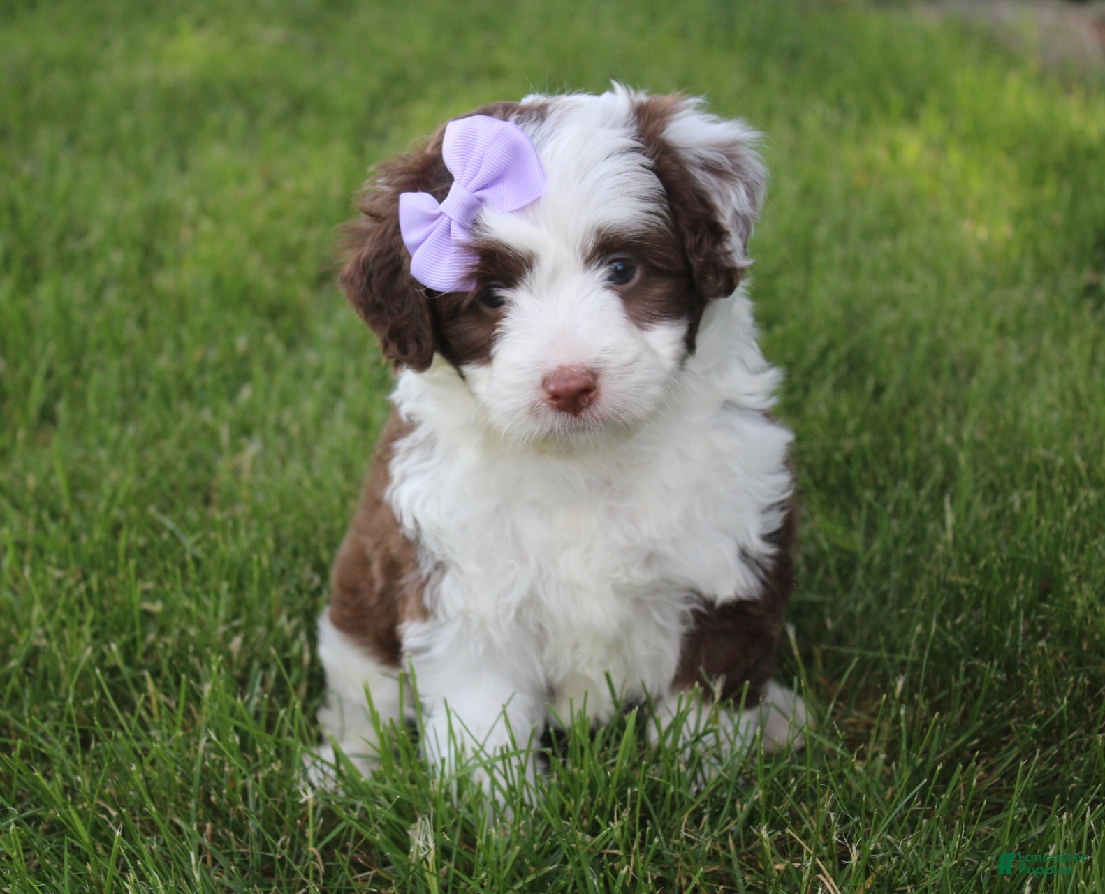 Mini Aussiedoodle dogs for sale: Jerica  - Ad 1