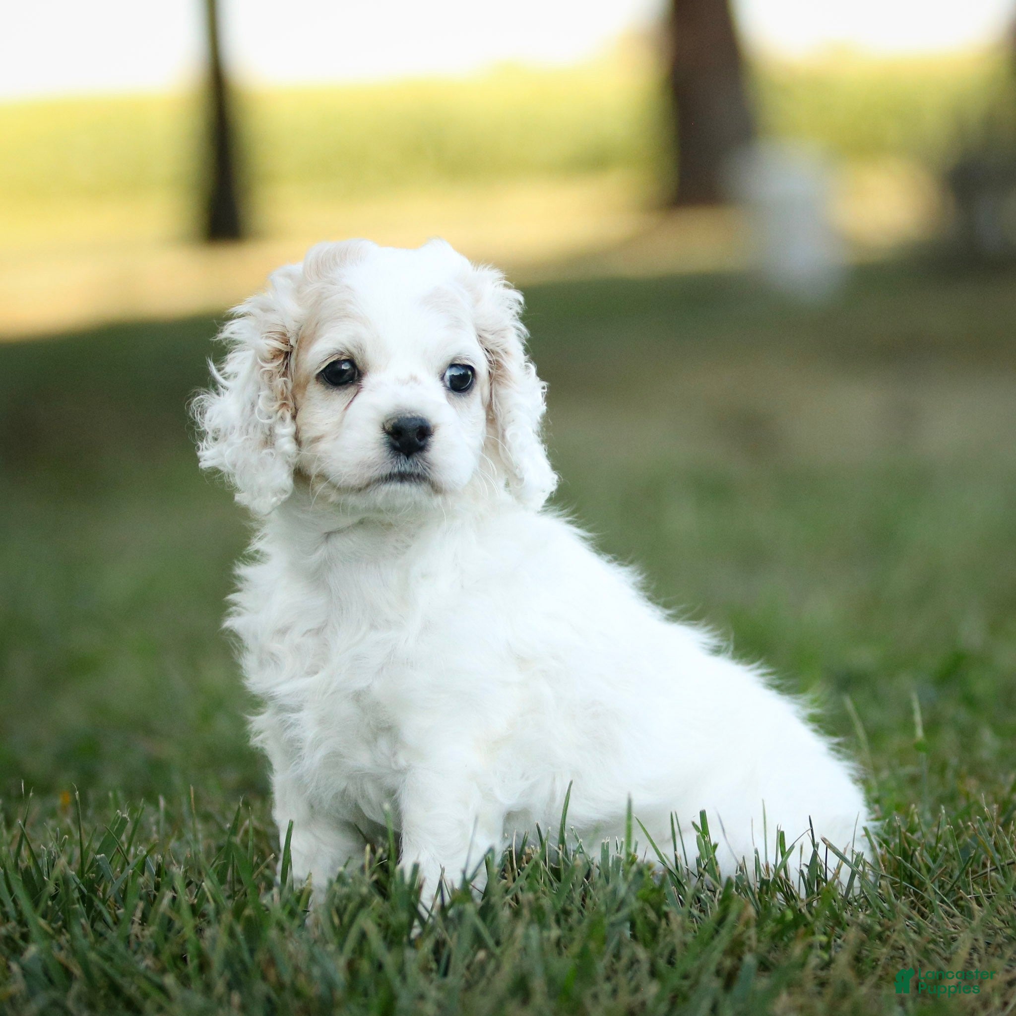 Cockapoo dogs Rover Cockapoo  - Ad 1