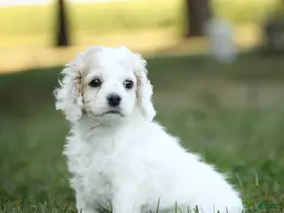 Cockapoo dogs Rover Cockapoo - Ad 1