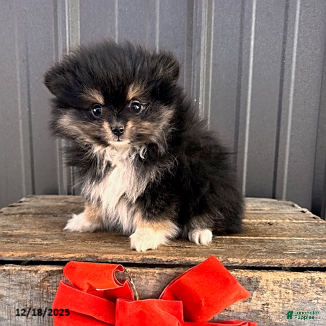 Pomeranian dogs for sale: Olivia - Ad 3