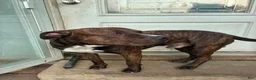 American Pit Bull Terrier dogs for sale: Pit Bull Terrier Male 1 - Ad 4