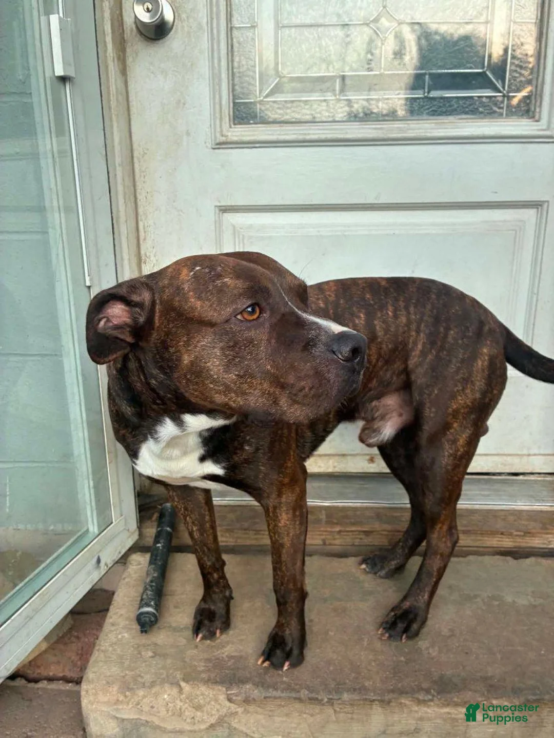 American Pit Bull Terrier dogs for sale: Pit Bull Terrier Male 1 - Ad 4