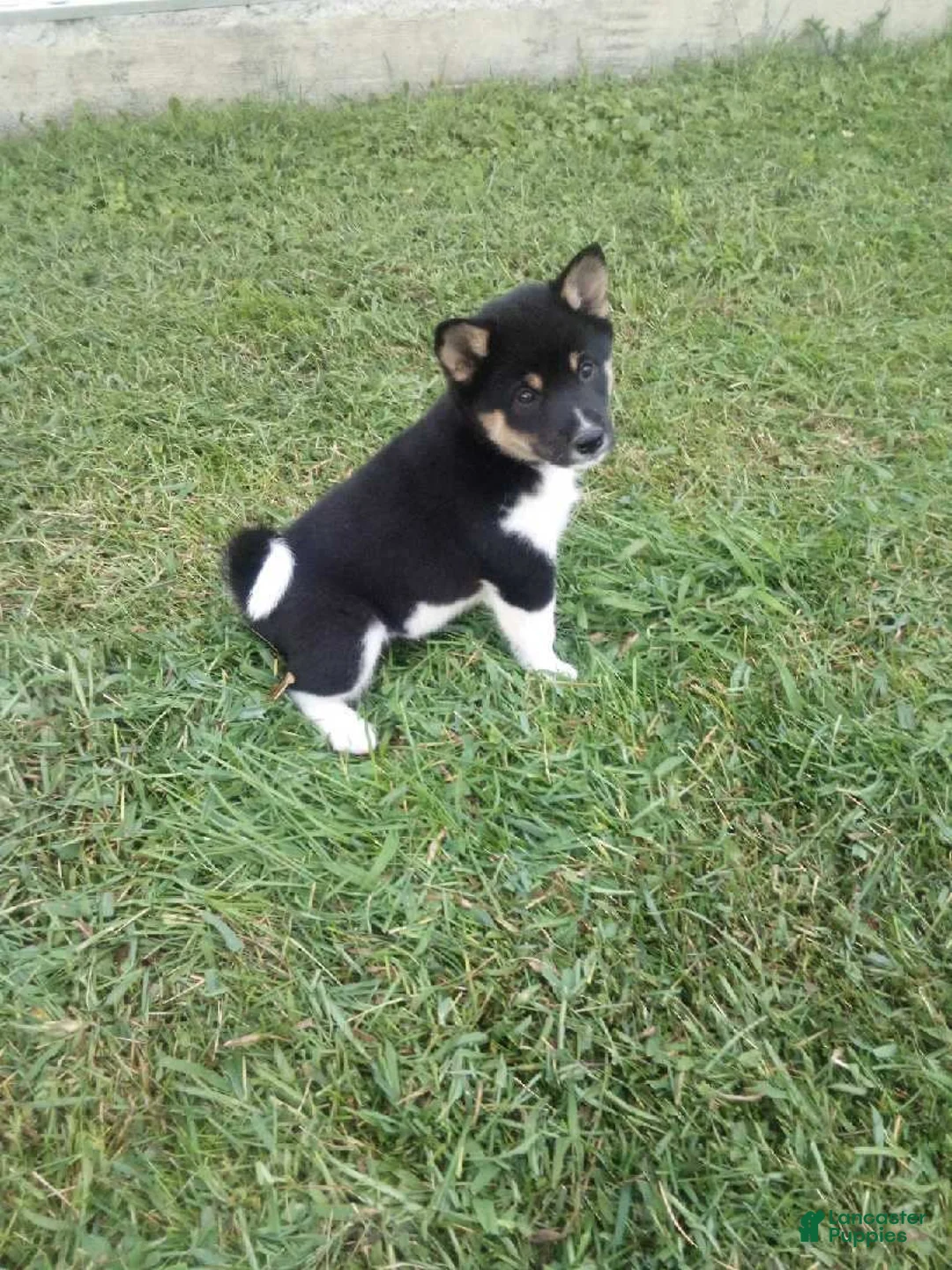 Shiba Inu dogs for sale: Shiba Inu 1 Jasper - Ad 2