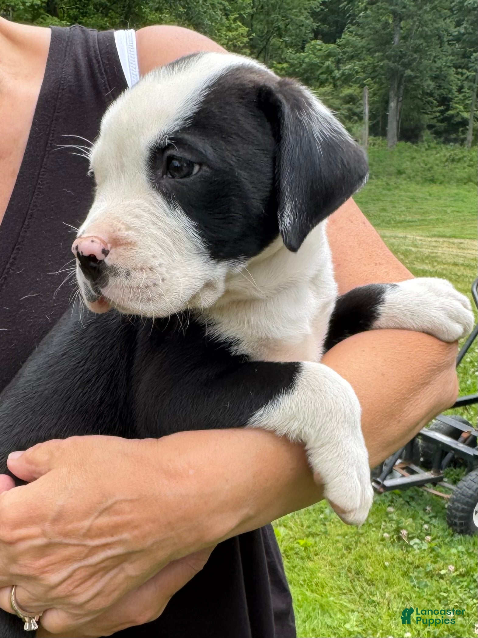 American Bulldog dogs Male 1 - Ad 2