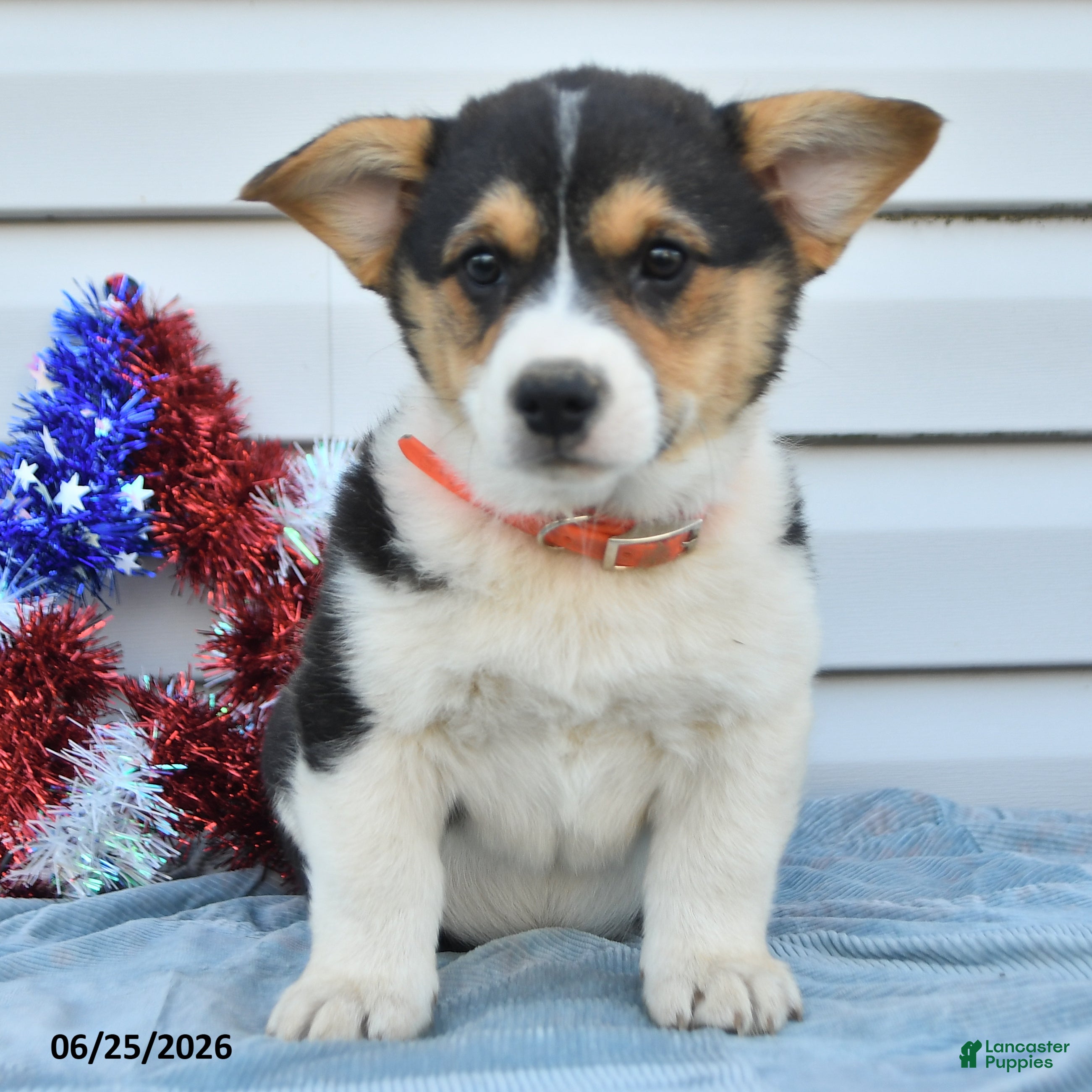 Welsh Corgi Pembroke dogs Paul Revere - Ad 1