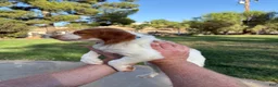 Brittany Spaniel dogs for sale: Brittany Spaniel 4 - Ad 11