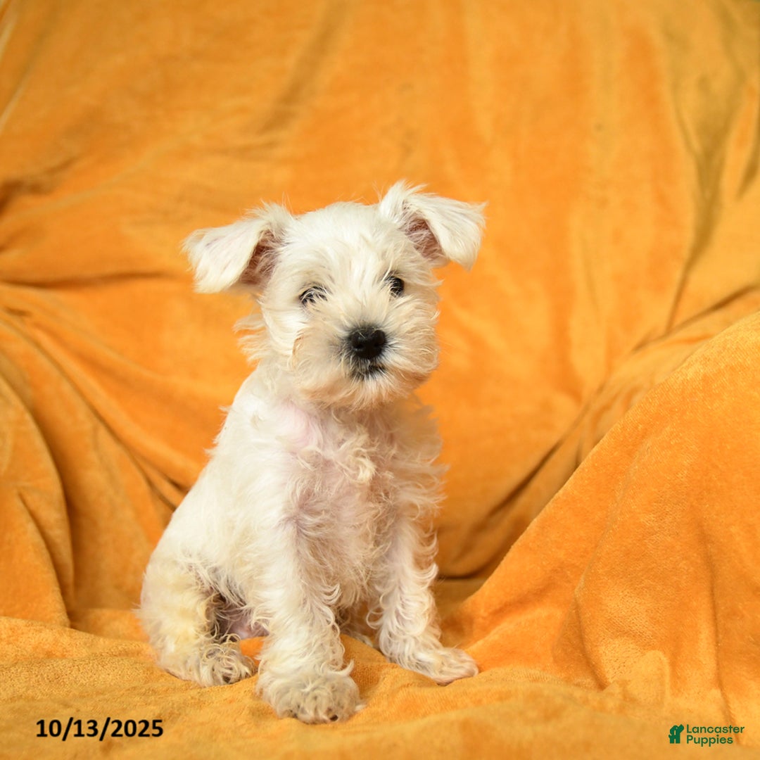 Schnoodle dogs for sale: Eddy - Ad 12