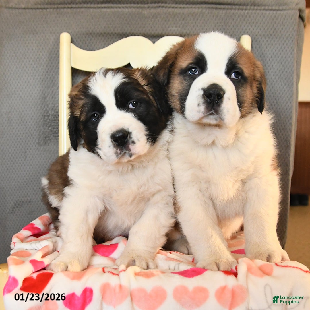 Saint Bernard dogs for sale: Duke - Ad 3