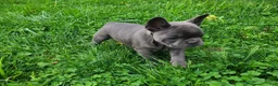 French Bulldog dogs for sale: Spike - Ad 6
