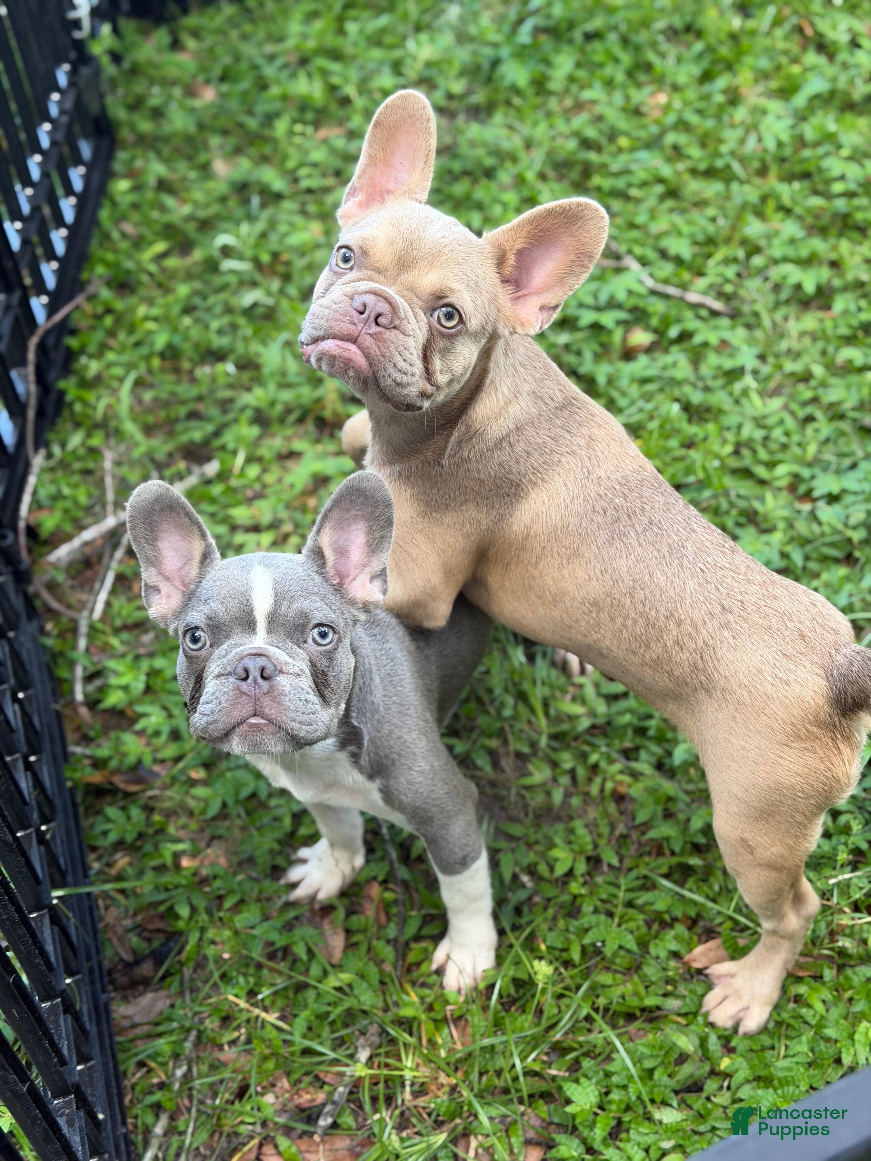 French Bulldog dogs Goldilocks - Ad 2