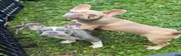 French Bulldog dogs for sale: Goldilocks - Ad 2