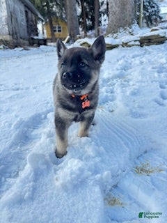 Norwegian Elkhound dogs Blaze of orange - Ad 2
