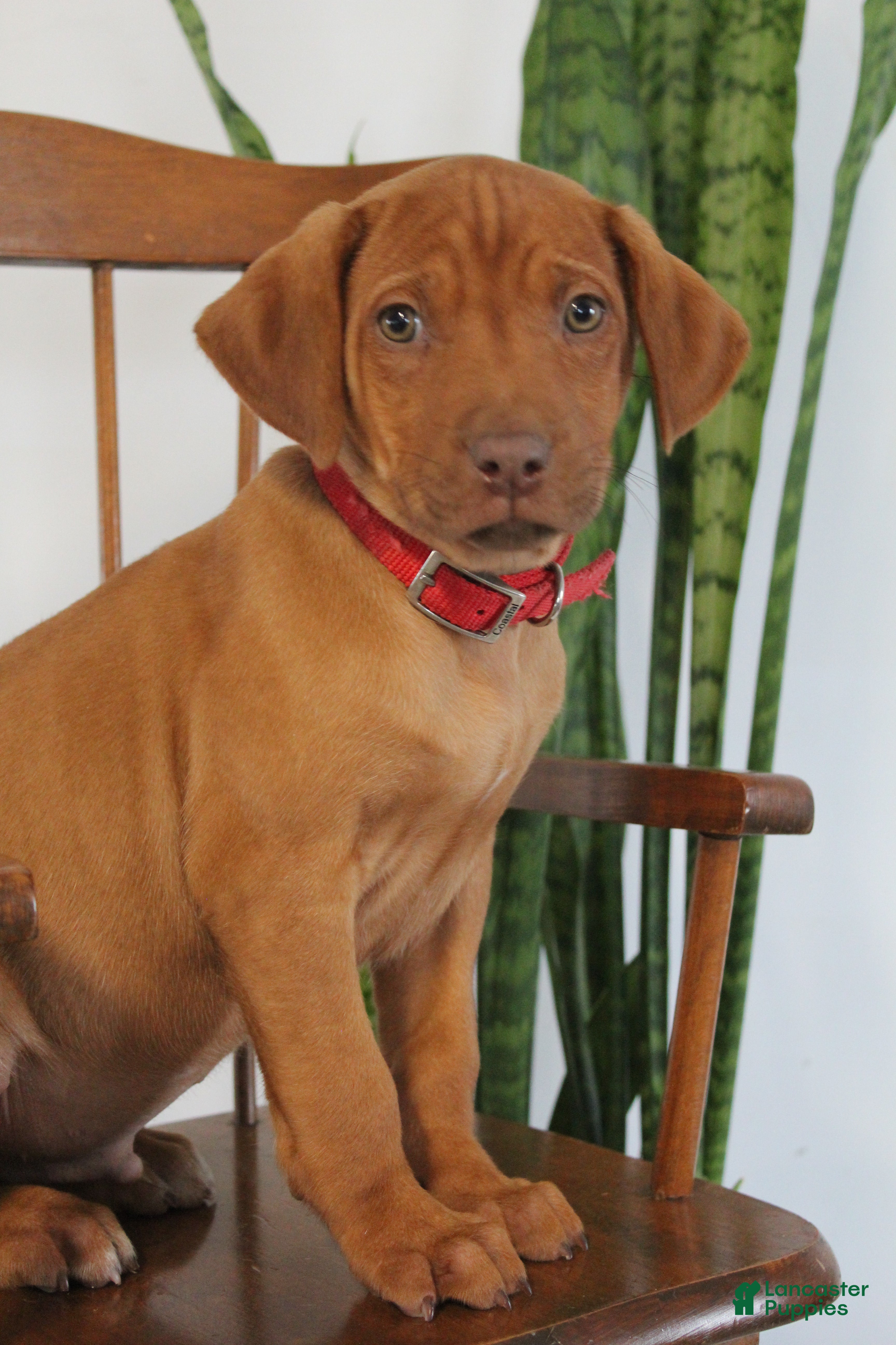 Rhodesian Ridgeback dogs Baxter - Ad 8