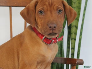 Rhodesian Ridgeback dogs Baxter - Ad 8