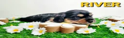 Miniature Dachshund dogs for sale: River - Ad 16